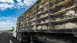 164268575 Valmedia Creative Dreamstime Turkey Truck 61967c12b0447 164268575 Valmedia Creative Dreamstime Turkey Truck 61967c12b0447