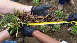 Goodyear Dandelion 624f43198cf2d Goodyear Dandelion 624f43198cf2d