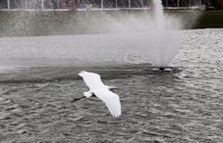 The headquarters project was slightly delayed to ensure compliance with wetland wildlife regulations, said Bernd Spies, Knorr-Bremse executive board member. This egret looked quite comfortable at the facility's main retention pond. The headquarters project was slightly delayed to ensure compliance with wetland wildlife regulations, said Bernd Spies, Knorr-Bremse executive board member. This egret looked quite comfortable at the facility's main retention pond.