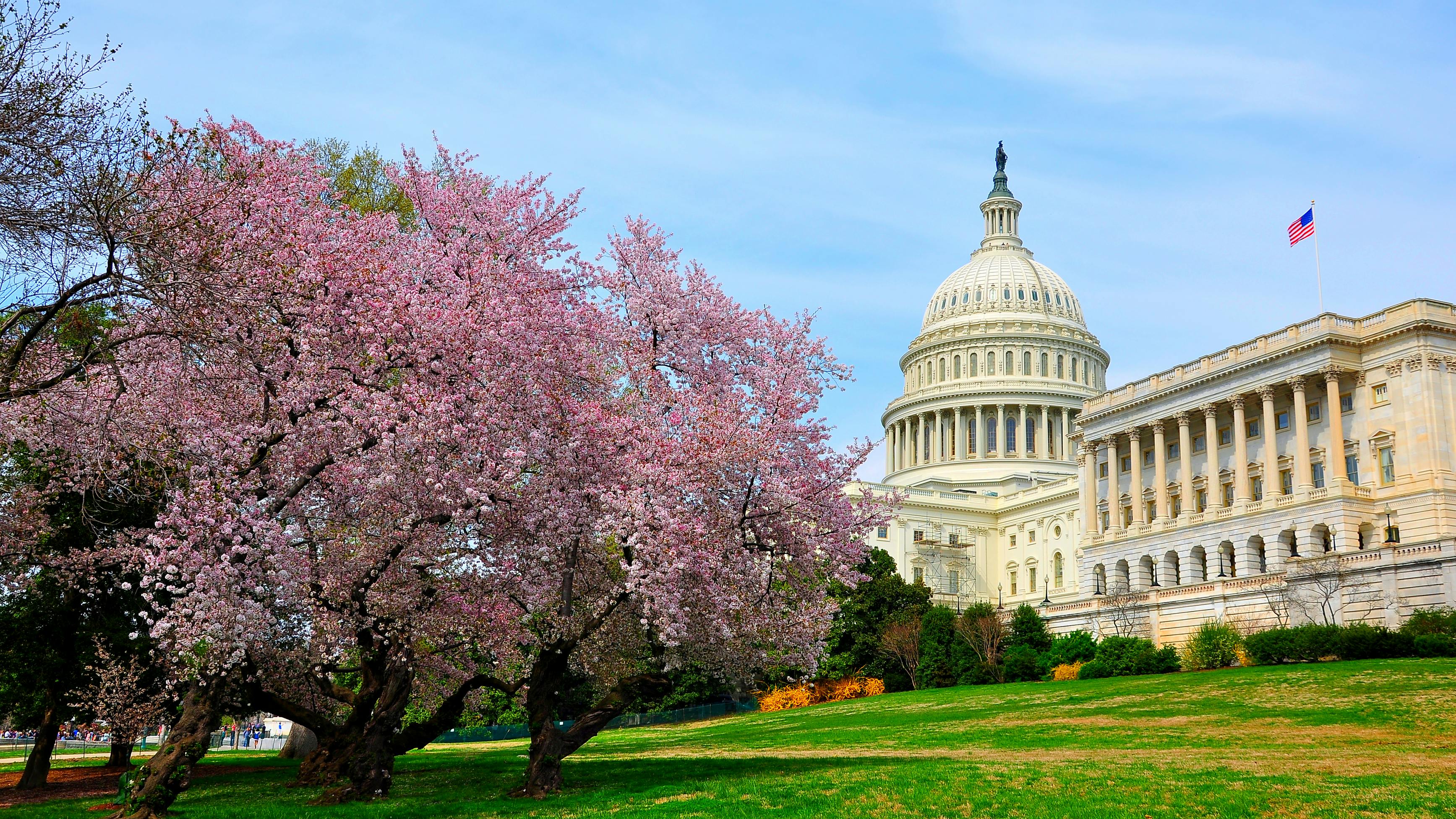 Capitol Hill during cherry blossom bloom