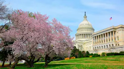 Capitol Hill during cherry blossom bloom