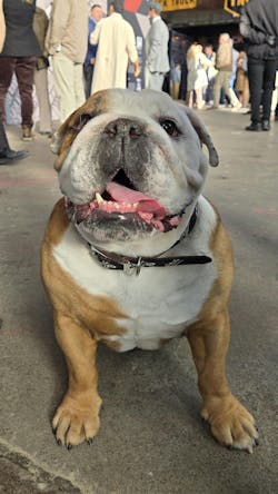 Walter the bulldog helped Mack celebrate its 125th anniversary and launch of the Mack Pioneer. Walter the bulldog helped Mack celebrate its 125th anniversary and launch of the Mack Pioneer.