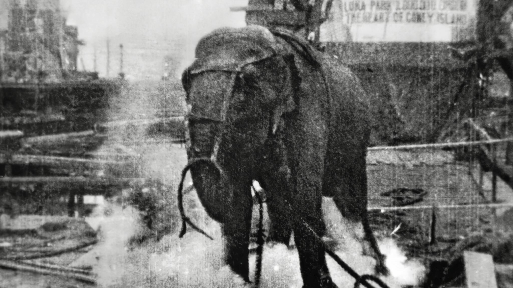 electrocuting_an_elephant_edison_film_1903_frame_s