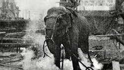 6980026f70baf400d91f71b4 Electrocuting An Elephant Edison Film 1903 Frame S 6980026f70baf400d91f71b4 Electrocuting An Elephant Edison Film 1903 Frame S