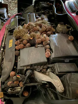 An example of rats making themselves at home in a truck engine. An example of rats making themselves at home in a truck engine.