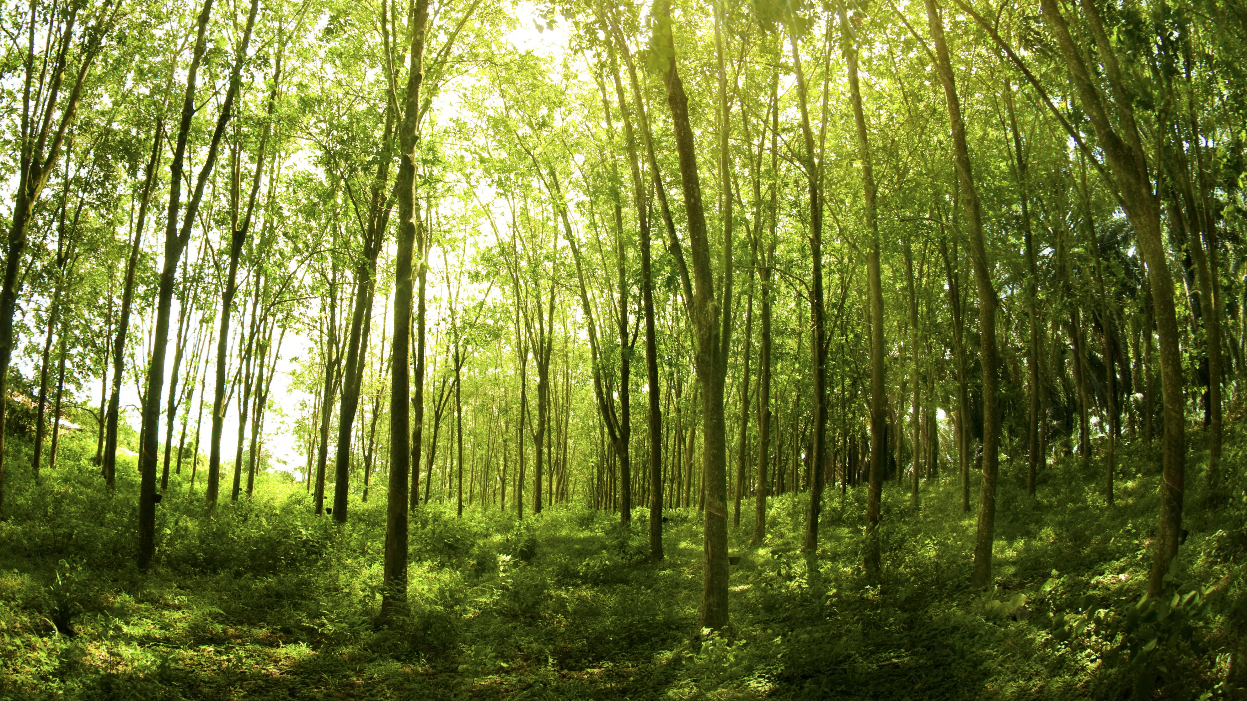 rubber trees